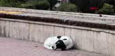 BURDUR Park, sokak hayvanlarına kaldı