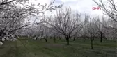 IĞDIR KAYISI üretiminde Türkiye'de ilk sıralarda yer alan Iğdır'da kayısı ağaçları çiçek açtı.