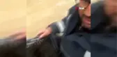 Anne mandanın yavru sevgisi