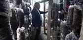 Evinin bahçesindeki depoda aylık 350 kilo mantar üretiyor