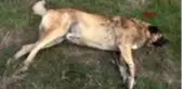 Tekirdağ'da çiftçinin köpeğini zehirlediler