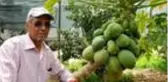 Antalyalı çiftçi geçimini 20 papaya ağacından karşılıyor