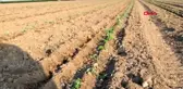 İZMİR FOÇA'DA ÜRETİCİLER KORONAVİRÜS SONRASI GIDA SIKINTISI OLMAMASI İÇİN TARLAYA İNDİ