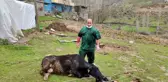 Acı içinde kıvranan ineğin doğumunu Tarım ve Orman Müdürü gerçekleştirdi