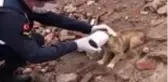 Kafası konserve kutusuna sıkışan yavru köpeğin yardımına jandarma yetişti
