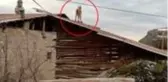 Tunceli Çemişgezek'te şehre inen yaban keçileri çatıya çıktı