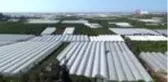 Antalya'da çitçi üretime ara vermedi