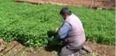 Suriye'nin sıfır noktasından tüm Türkiye'ye organik sebze gönderiliyor