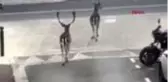 Fransa'da caddelerde halk yerine geyikler gezdi