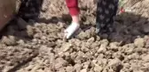Bafra Ovası'nda örtü altı karpuz fideleri toprakla buluşuyor