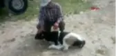 Ön iki ayağı olmayan buzağıya çocuğu gibi bakıyor