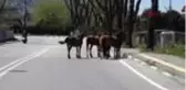 Bursa'da atlar, boş kalan cadde ve sokaklarda gezdi