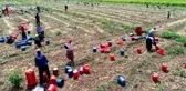 Sokağa çıkma yasağından muaf tutulan tarım işçileri, erken saatlerde mesaiye başladı