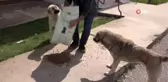 Her gün, sokak köpeklerini besliyor