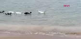 Akkum Plajı kaz ve ördeklere kaldı