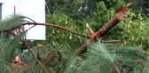 ANTALYA Sitede kesilen ağaçlar oturanları ikiye böldü