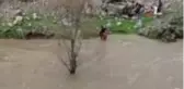 Taşan dereler vatandaşların ekmek kapısı oldu