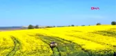 Kanola tarlaları, Tekirdağ'ı sarıya boyadı
