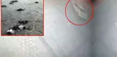 Gözü dönmüş cani, Eminönü Meydanı'nda otomobiliyle onlarca güvercini ezdi