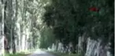 MUĞLA 'Aşıklar Yolu'ndaki okaliptüs ağaçlarını yazı tahtasına çevirdiler
