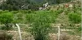 Ormandan kiraladığı arazide Badem ve Harnup yetiştiriyor
