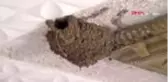 ŞIRNAK Göçmen kuşlar, muhtarın evini 7 yıldır 'yazlık evi' olarak kullanıyor