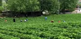 Yayladağı'nda çilek hasadı başladı