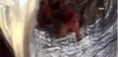 Aspiratör bacasındaki 8 yavru kuş telef olmaktan son anda kurtarıldı