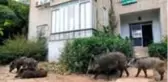 Koronavirüs sayesinde hayvanlar daha sessiz bir dünyanın keyfini çıkarıyor