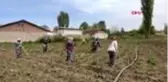 Tarım işçilerinin Ramazan ve koronavirüs günlerinde zorlu mücadelesi