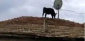 Görenler şaşkına döndü! Ahırdan kaçan dana, evin çatısına çıktı