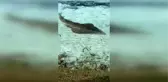 Yaklaşık 2 metre uzunluğunda 