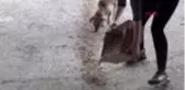 ADANA Kozanlı hayvanseverler sokak köpeklerini besledi