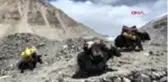 DIŞ DHA ? Dünyanın tartıştığı en yüksek 5G baz istasyonu Everest Dağı'nda