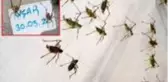 Güneydoğu'da görülen çekirgeler İzmir'de Akarca Ovası'nı istila etti
