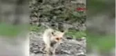 KARS DOĞADA AÇ KALAN TİLKİYİ ELLERİYLE BESLEDİLER