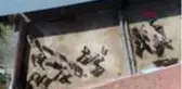 ANTALYA Eşek sütünün litresi 100 TL