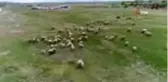 Çobanlar üretimin devamı için işlerinin başındalar