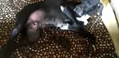 Yavruları ölen köpeğin yeni doğmuş kediye anne şefkati