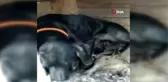 Yavruları ölen köpeğin, yeni doğmuş kediye anne şefkati