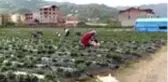 Fındık diyarı Ordu'da çilek hasadı başladı