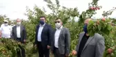 Mersin'in Mut ilçesinde kayısı hasadı, törenle başladı