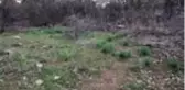 Çubuk'ta görülen 