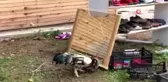 Aynada gördüğü horozun kendisi olduğundan habersiz ayna ile kavgaya tutuştu