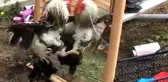 Aynadaki görüntüsüyle kavga eden horoz, gülümsetti