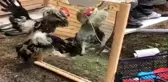 Horoz aynada kendini görürse