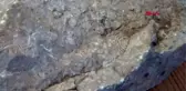 ŞIRNAK Beytüşşebap'ta 10 kiloluk taşta deniz canlılarına ait fosiller bulundu