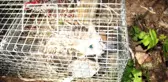 İçi su dolu kuyuya düşerek mahsur kalan yavru kedi operasyonla kurtarıldı