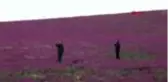 AKSARAY Baharın müjdecisi ballıbaba ve papatyalardan görsel şölen