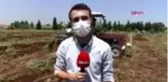ADANA Baba mesleği başakçılıkla günlük 200 lira kazanıyor